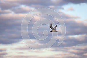 Seagull Fling near docks on the cloudy evening cloud background