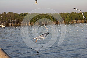 Seagull flittering over the blue sea photo