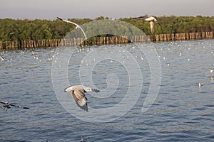 Seagull flittering over the blue sea