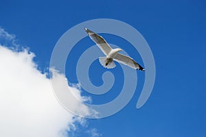 Seagull Floating Against a Heavenly Blue Sky