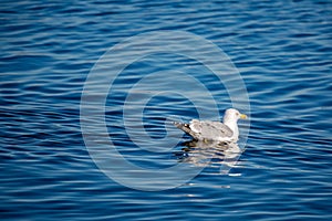 Seagull floating on calm lake blue water, Greece