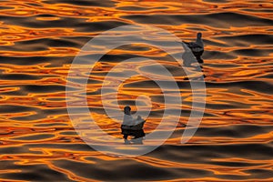 Seagull floating in the ocean, light shinning, sunset.