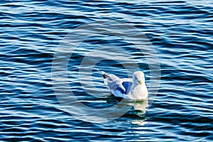 Seagull floating on the Oosterschelde at Neeltje Jans island in Zeeland