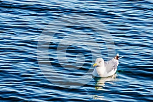 Seagull floating on the Oosterschelde at Neeltje Jans island in Zeeland