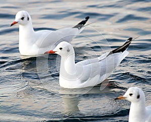 Seagull floating in sea.