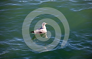 seagull floating in the Venetian lagoon water on the Giudecca Canal in Venice