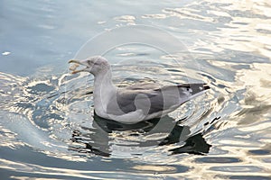 Seagull floating in the water catching a piece of bread