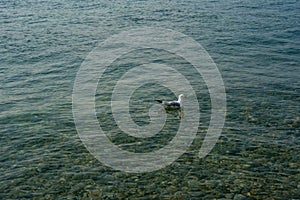 Seagull floating in the waters of the Straits of Mackinaw