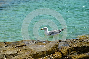 seagull floating on the waves in the sea