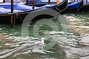 Seagull floats near gondola in Grand Canal