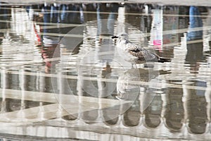 Seagull in flooded Venice