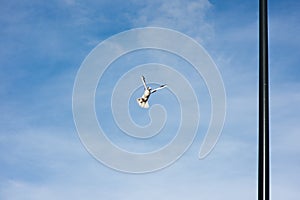 Seagull fluing in the city