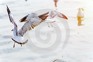 Seagull flutter their wings on the water surface