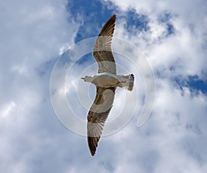 Seagull in the fly