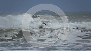 Seagull fly along a stormy beach