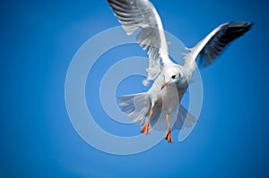 Seagull