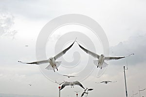 Seagull fly over lake dianchi