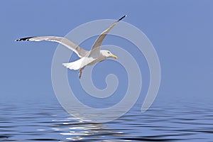 Seagull fly over ocean