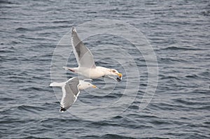 Seagull fly over the sea