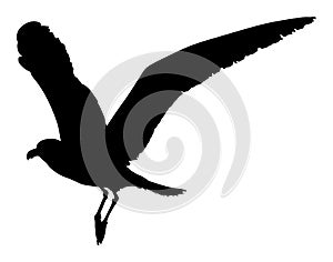 Seagull fly vector silhouette.