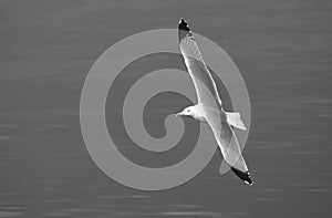 Seagull flying