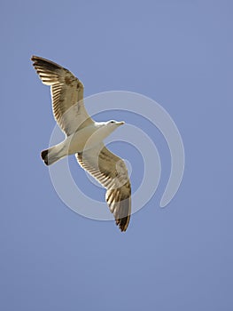 Seagull flying