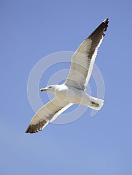 Seagull flying