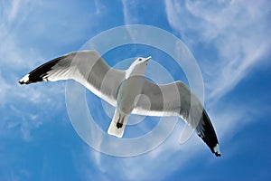 Seagull flying