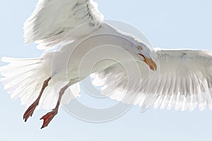 Seagull flying