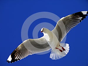 Seagull flying