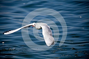 Seagull Flying