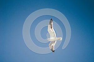 Seagull flying