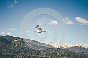 Seagull flying