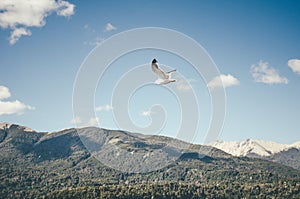 Seagull flying