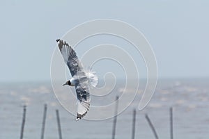 Seagull flying.