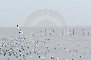 seagull flying.