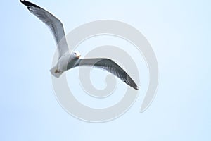 Seagull flying