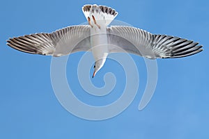 Seagull is flying