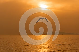 A seagull flying above the aegean ocean at sunset in Greece