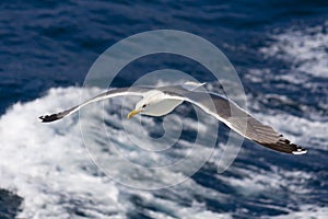 Seagull flying above the Aegean sea