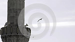 Seagull flying above building tops towards stone tower. Action. Bird flying in the cloudy sky.