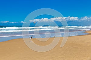 Seagull Flying above Coastline with Sand Beach at Stockton Beach, New South Wales, Australia