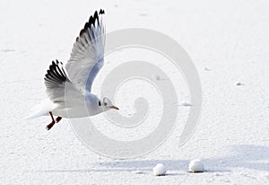 Seagull flying above frozen sea