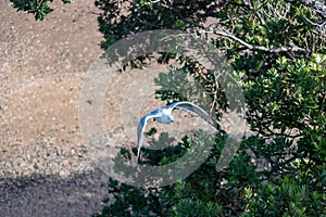 Seagull, Flying Above New Zealand Pohutukawa Tree