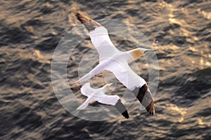 Seagull flying above the sea