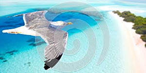 Seagull flying above seacoast aerial view