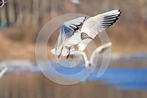 Seagull flying above water