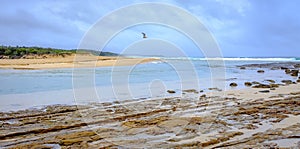 Seagull flying across the mouth of the Shoalhaven River mouth where it meets the ocean at Shoalhaven Heads, New South Wales, NSW,