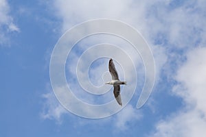 Seagull flying across the sky