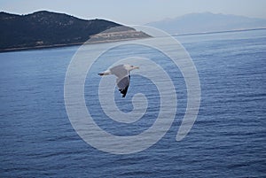 A seagull flying on the Aegean Sea